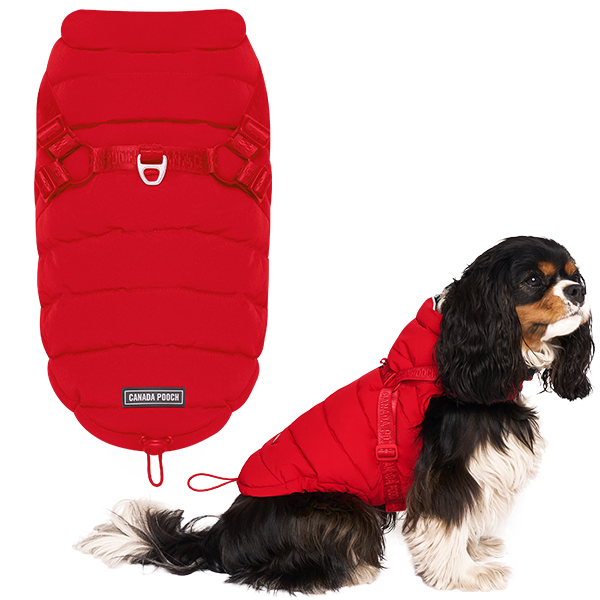 Canada Pooch Canada Goose Jacket For Dogs Canada Pooch Canada